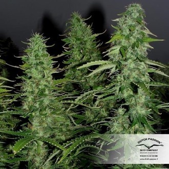 White Widow (Dutch Passion) Feminiserade