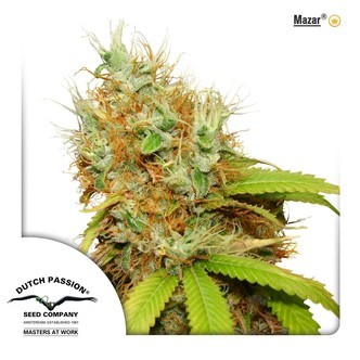 Mazar (Dutch Passion) feminiserade cannabisfr&ouml;n