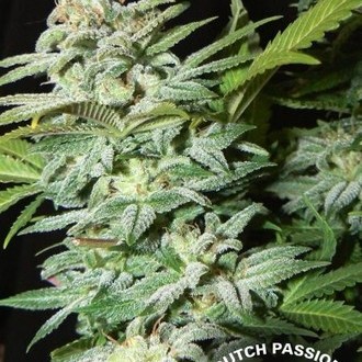 Mazar (Dutch Passion) Feminiserade