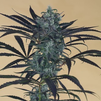 Blueberry Headband (Humboldt Seed Organization) Feminiserade