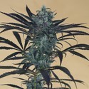 Blueberry Headband (Humboldt Seed Organization) Feminiserade