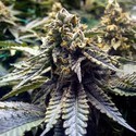 Chocolate Mint OG 2.0 (Humboldt Seed Organization) Feminiserade