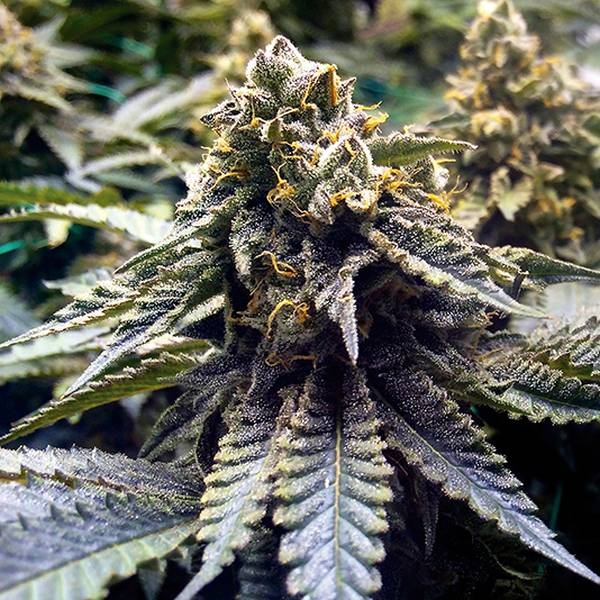 Chocolate Mint OG 2.0 (Humboldt Seed Organization) Feminiserade