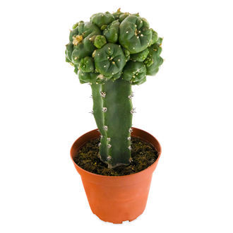 Ympad peyote (Lophophora williamsii)