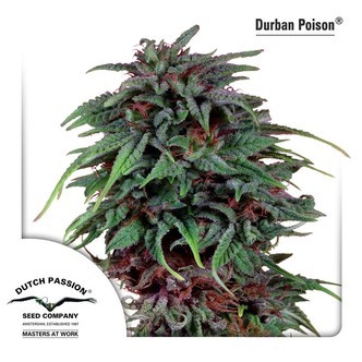 Durban Poison (Dutch Passion) feminiserade