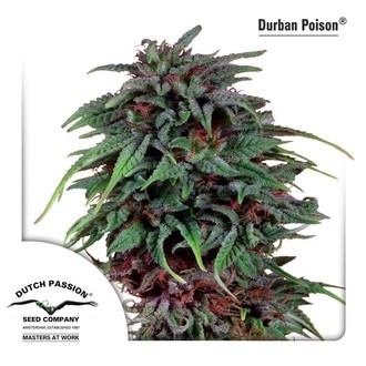 Durban Poison (Dutch Passion) Feminiserade