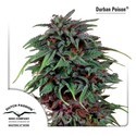 Durban Poison (Dutch Passion) Feminiserade