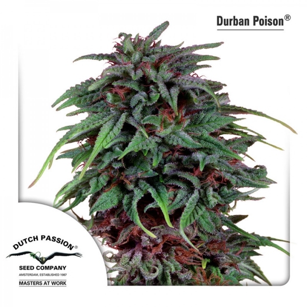 Durban Poison (Dutch Passion) Feminiserade