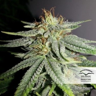 Durban Poison (Dutch Passion) Feminiserade