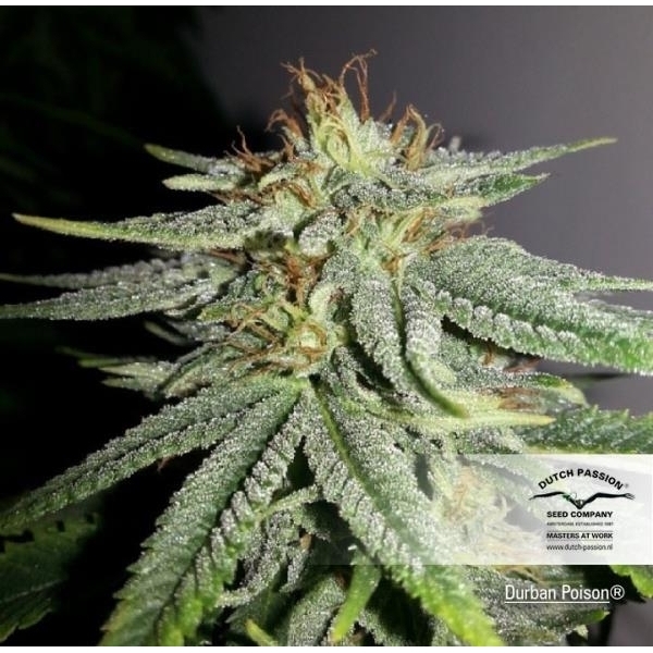 Durban Poison (Dutch Passion) Feminiserade