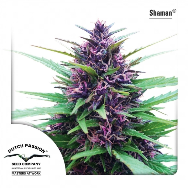 Shaman (Dutch Passion) Feminiserade