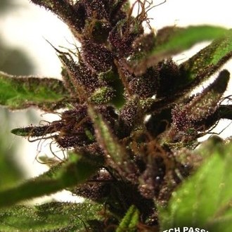 Shaman (Dutch Passion) Feminiserade