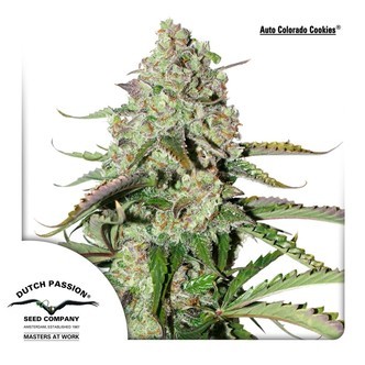 AutoColorado Cookies (Dutch Passion) feminiserade cannabisfr&ouml;n