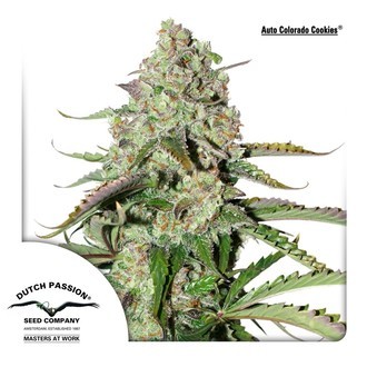 Auto Colorado Cookies (Dutch Passion) Feminiserade