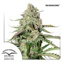 Auto Colorado Cookies (Dutch Passion) Feminiserade