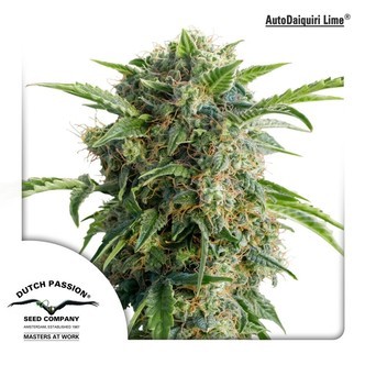 AutoDaiquiri Lime (Dutch Passion) feminiserade cannabisfr&ouml;n