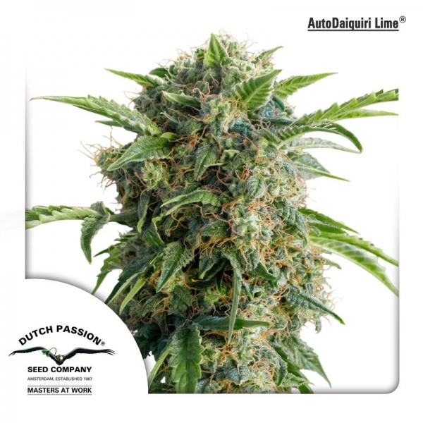 Auto Daiquiri Lime (Dutch Passion) Feminiserade