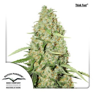 Think Fast (Dutch Passion) feminiserade cannabisfr&ouml;n