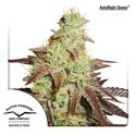 Auto Night Queen (Dutch Passion) Feminiserade