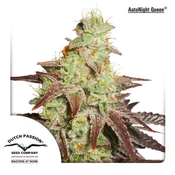 Auto Night Queen (Dutch Passion) Feminiserade
