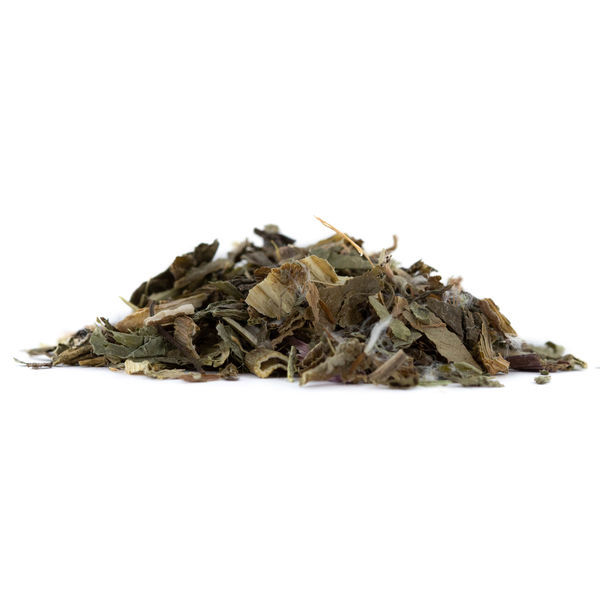 Vild sallat – Lactuca virosa