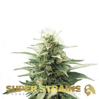 Automatic Fini (Super Strains) feminiserad