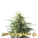 Autoflower Fini (Super Strains) Feminiserade