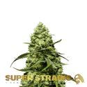 Turing Autoflower (Super Strains) Feminiserade