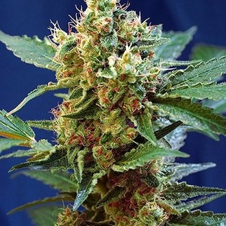 Cream Mandarine XL Auto (Sweet Seeds) Feminiserade