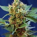 Cream Mandarine XL Auto (Sweet Seeds) Feminiserade