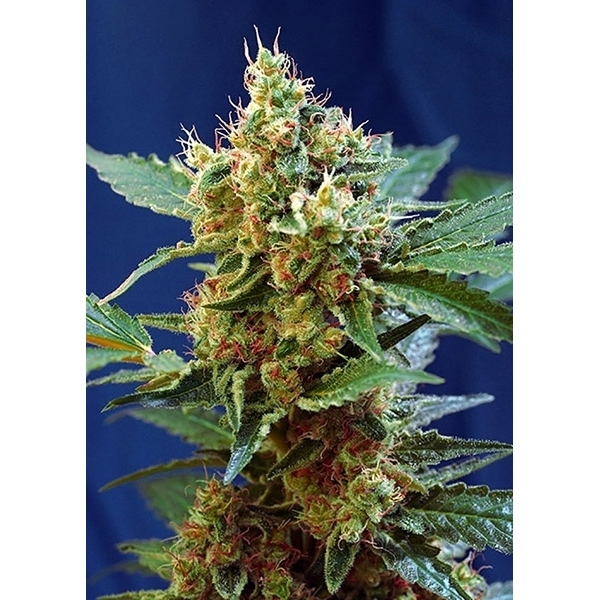 Cream Mandarine XL Auto (Sweet Seeds) Feminiserade