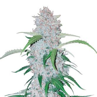 Six Shooter Auto (FastBuds) Feminiserade