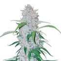 Six Shooter Auto (FastBuds) Feminiserade