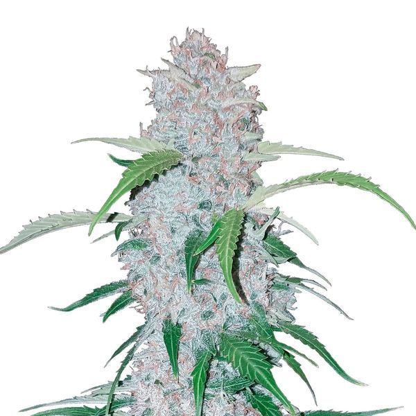 Six Shooter Auto (FastBuds) Feminiserade