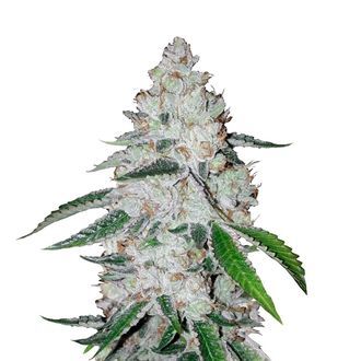 West Coast O.G. Auto (FastBuds) Feminiserade