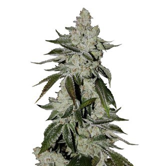 Girl Scout Cookies Auto (FastBuds) feminiserade
