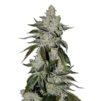 Girl Scout Cookies Auto (FastBuds) Feminiserade