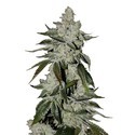 Girl Scout Cookies Auto (FastBuds) Feminiserade