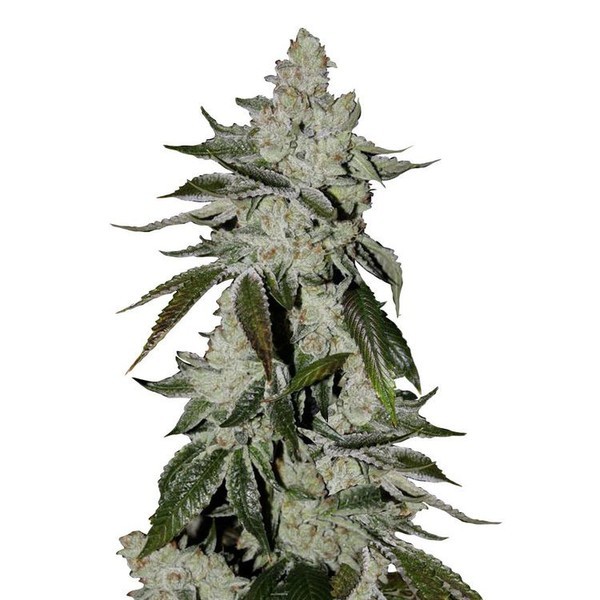 Girl Scout Cookies Auto (FastBuds) Feminiserade