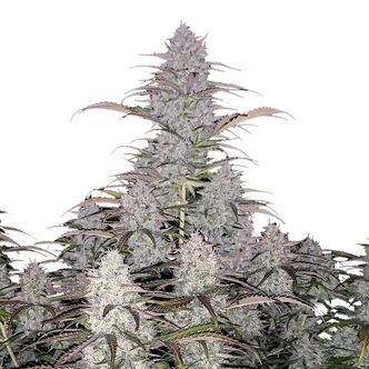 Green Crack Auto (FastBuds) feminiserade