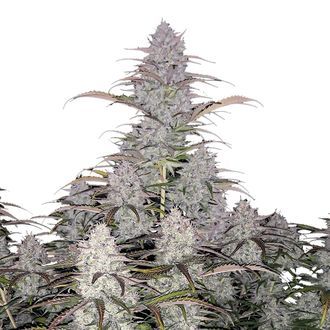 Green Crack Auto (FastBuds) Feminiserade