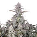 Green Crack Auto (FastBuds) Feminiserade