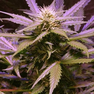 Lemon OG Haze Autoflower (Nirvana) Feminiserade