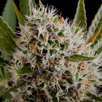 Lithium OG Kush Autoflower (Nirvana) feminiserade cannabisfr&ouml;n