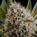 Lithium OG Kush Autoflower (Nirvana) Feminiserade