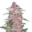Blackberry Auto (FastBuds) Feminiserade