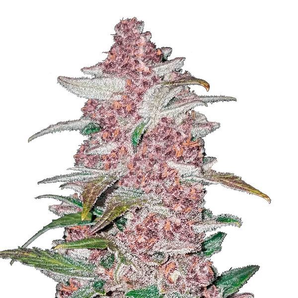 Blackberry Auto (FastBuds) Feminiserade