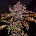 Blackberry Auto (FastBuds) Feminiserade