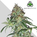 Sucker Punch (Auto Seeds) Feminiserade