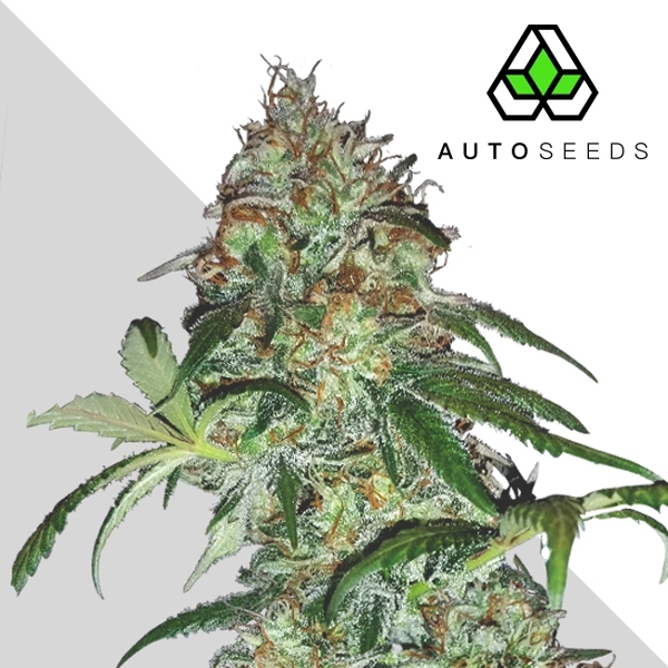 Sucker Punch (Auto Seeds) Feminiserade